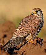 Common Kestrel