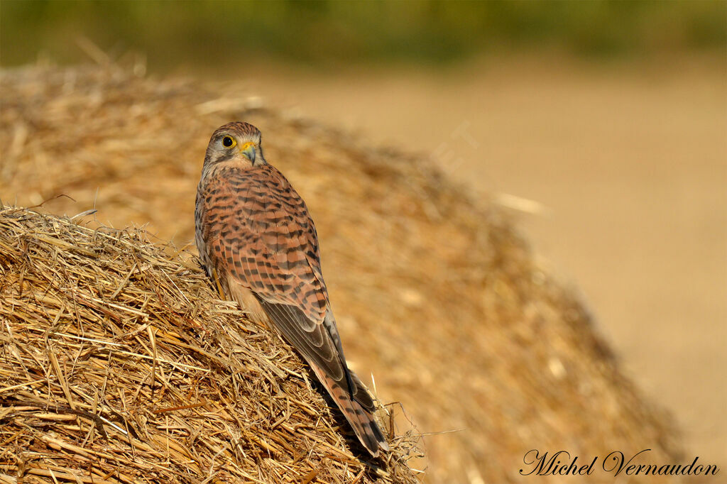 Common Kestrel