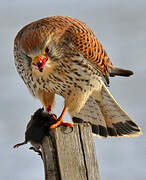 Common Kestrel