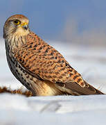 Common Kestrel