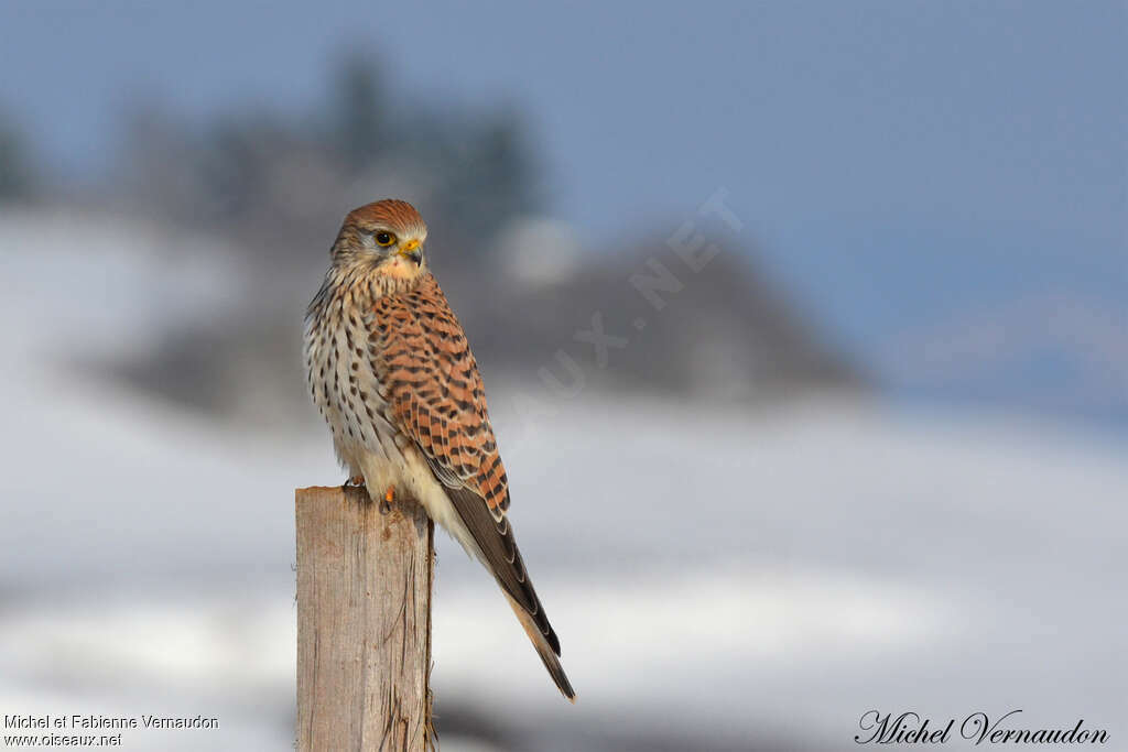 Common Kestrel female adult, identification