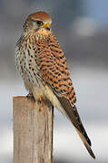 Common Kestrel