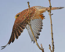 Common Kestrel