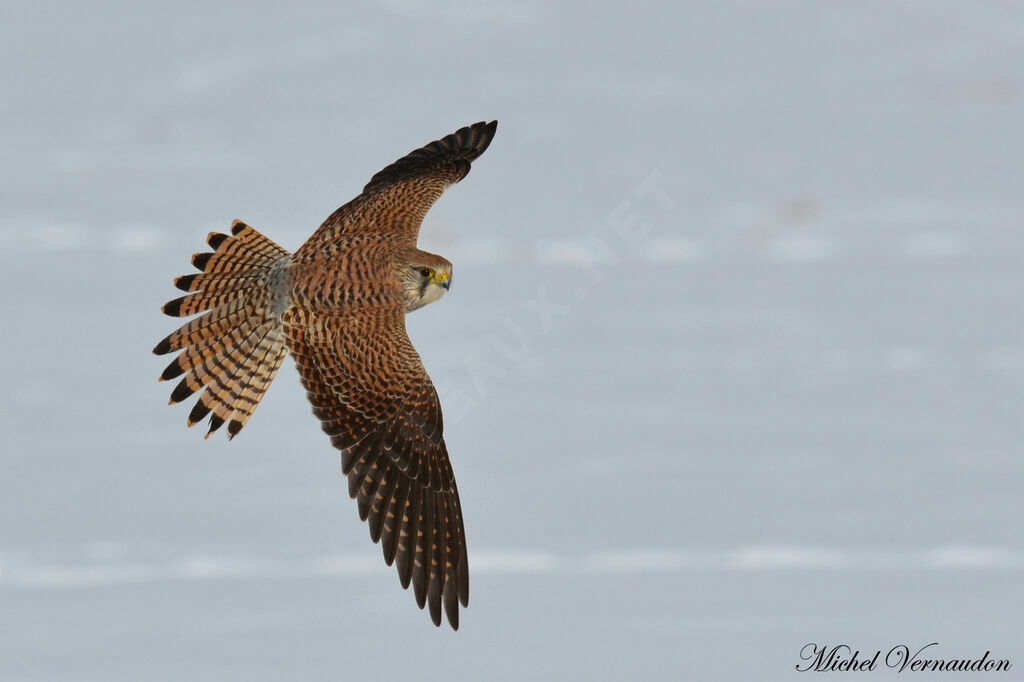 Common Kestrel