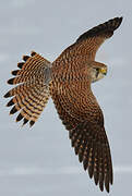 Common Kestrel