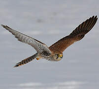 Common Kestrel