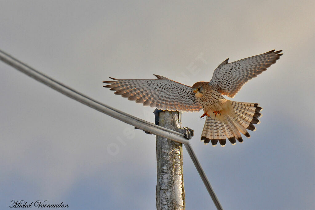 Common Kestrel