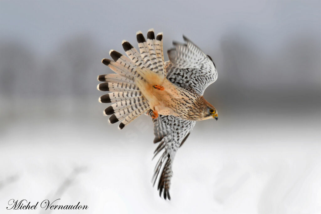 Common Kestrel