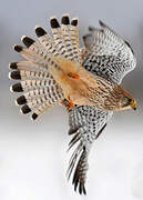 Common Kestrel