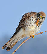 Common Kestrel