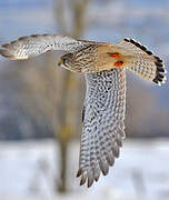 Common Kestrel