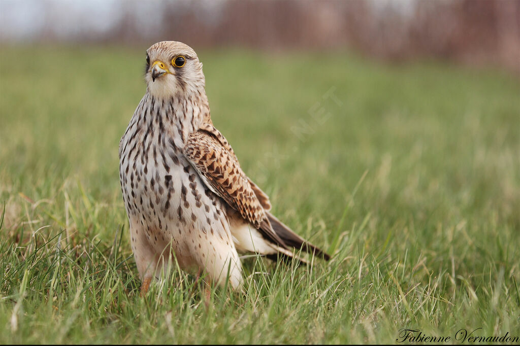 Common Kestrel