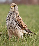 Common Kestrel