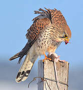 Common Kestrel