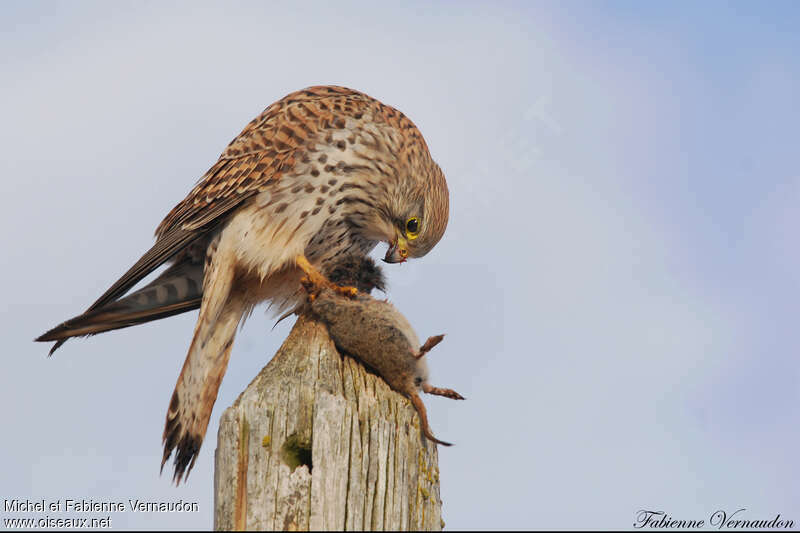 Common Kestrel female adult, feeding habits, fishing/hunting