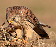 Common Kestrel