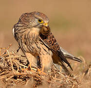 Common Kestrel