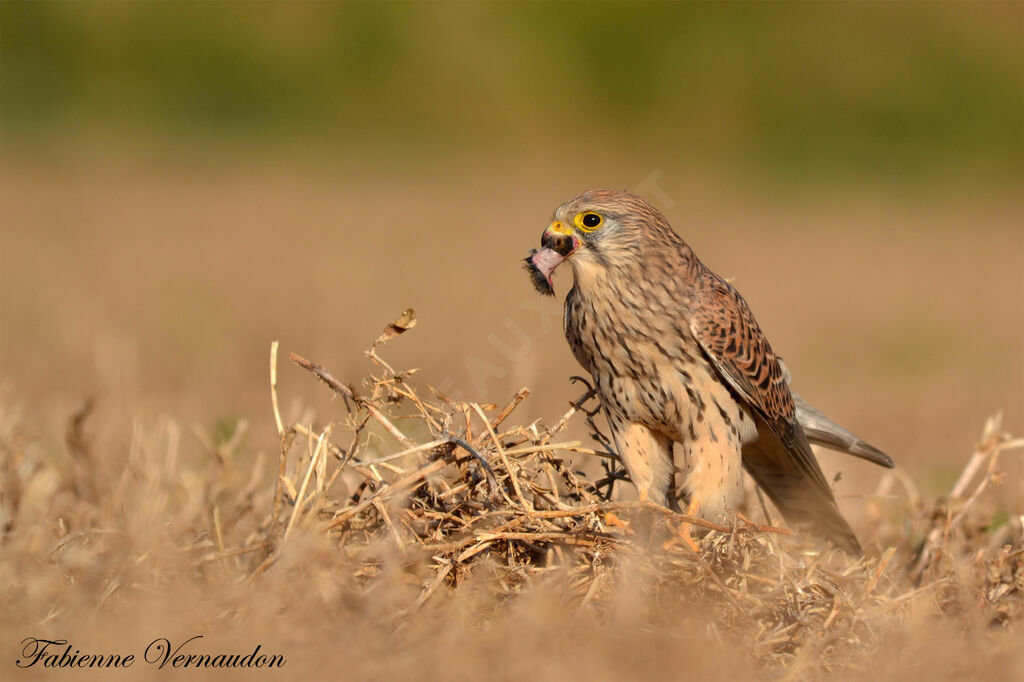 Faucon crécerelle