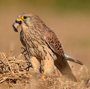 Common Kestrel