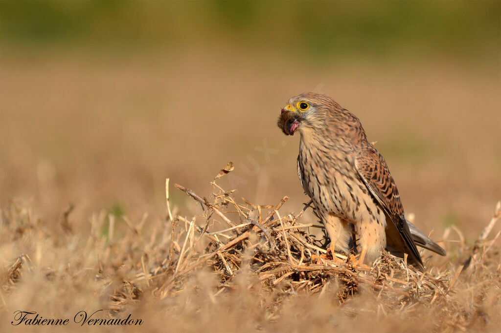 Common Kestrel