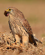 Common Kestrel