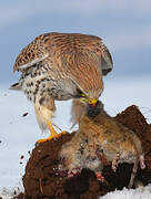 Common Kestrel