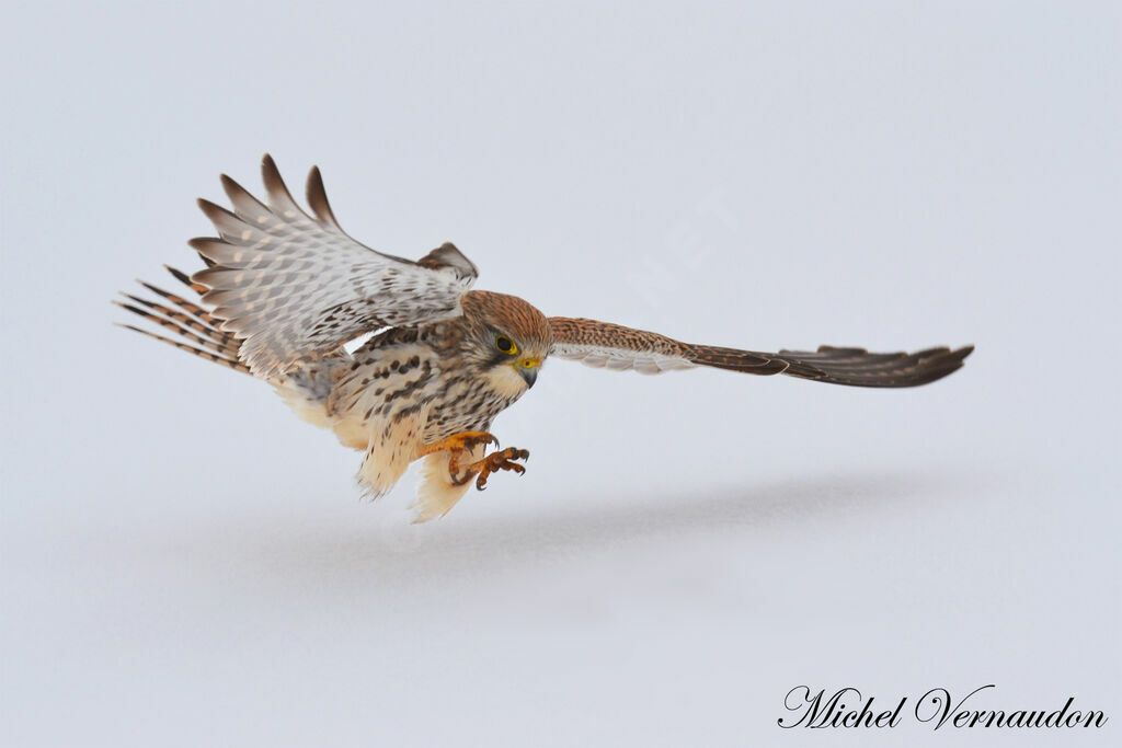 Common Kestrel