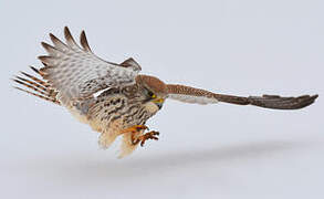 Common Kestrel