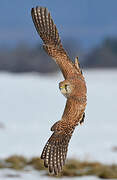 Common Kestrel