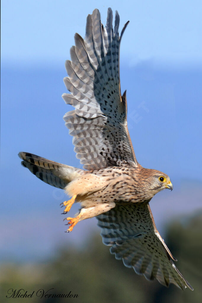 Faucon crécerelle