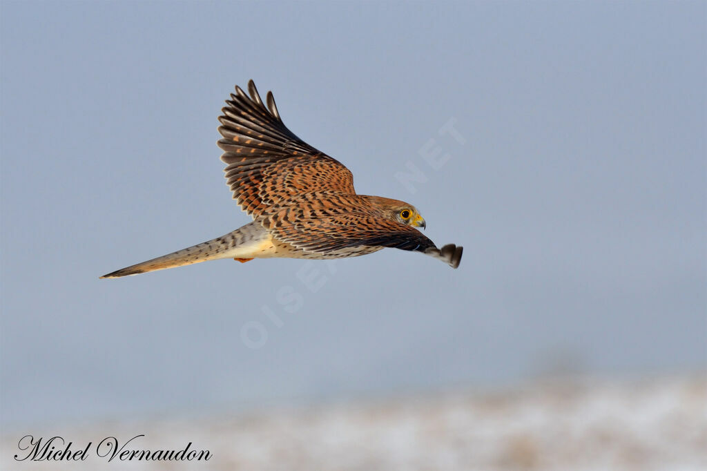 Common Kestrel