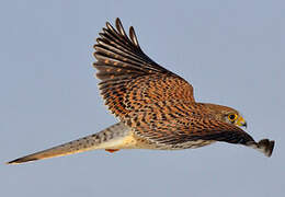 Common Kestrel