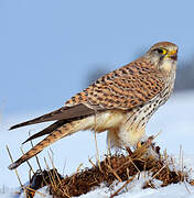 Common Kestrel