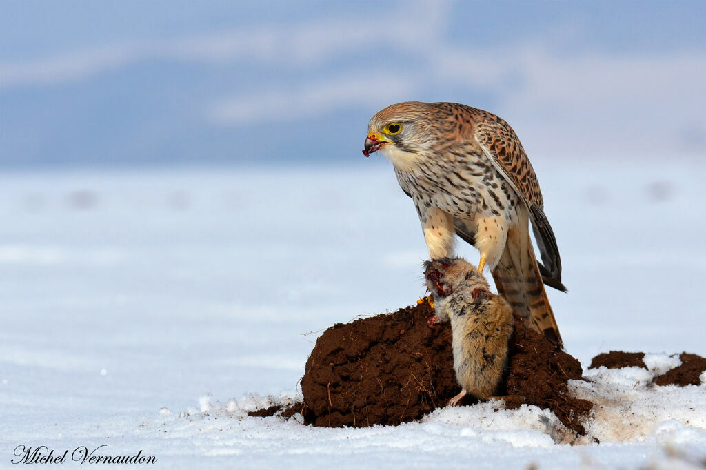 Common Kestrel