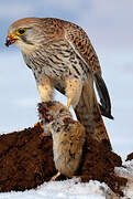 Common Kestrel