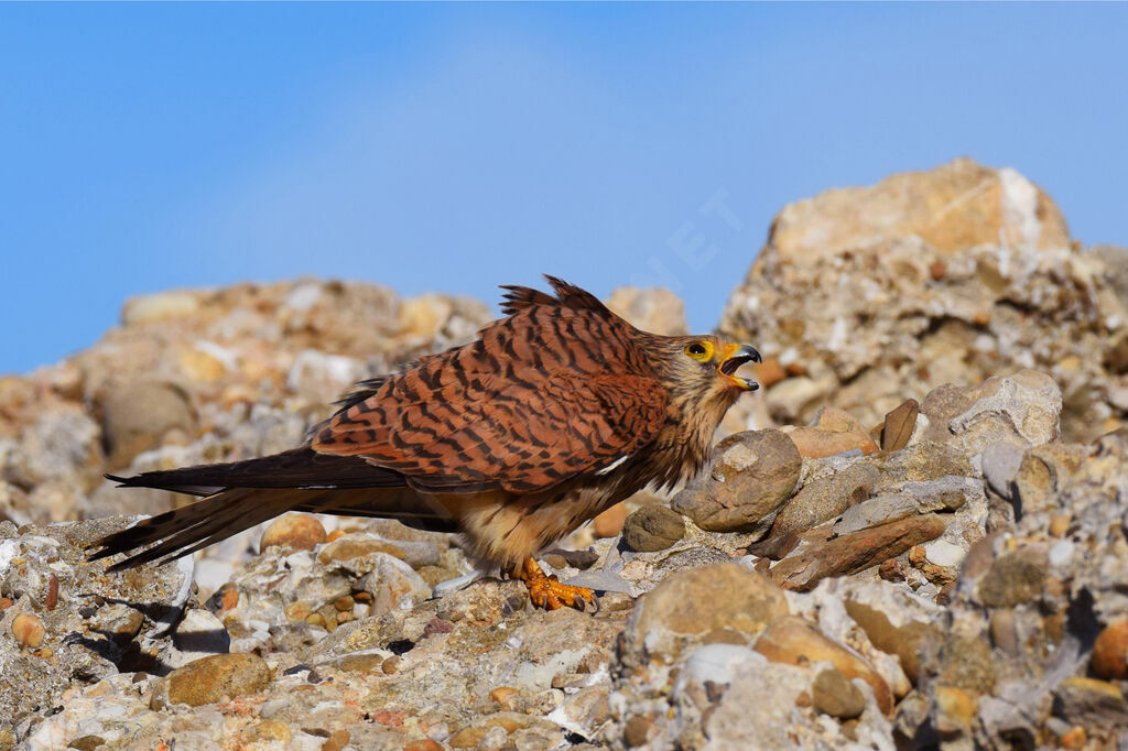 Lesser Kestrel female