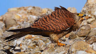 Lesser Kestrel