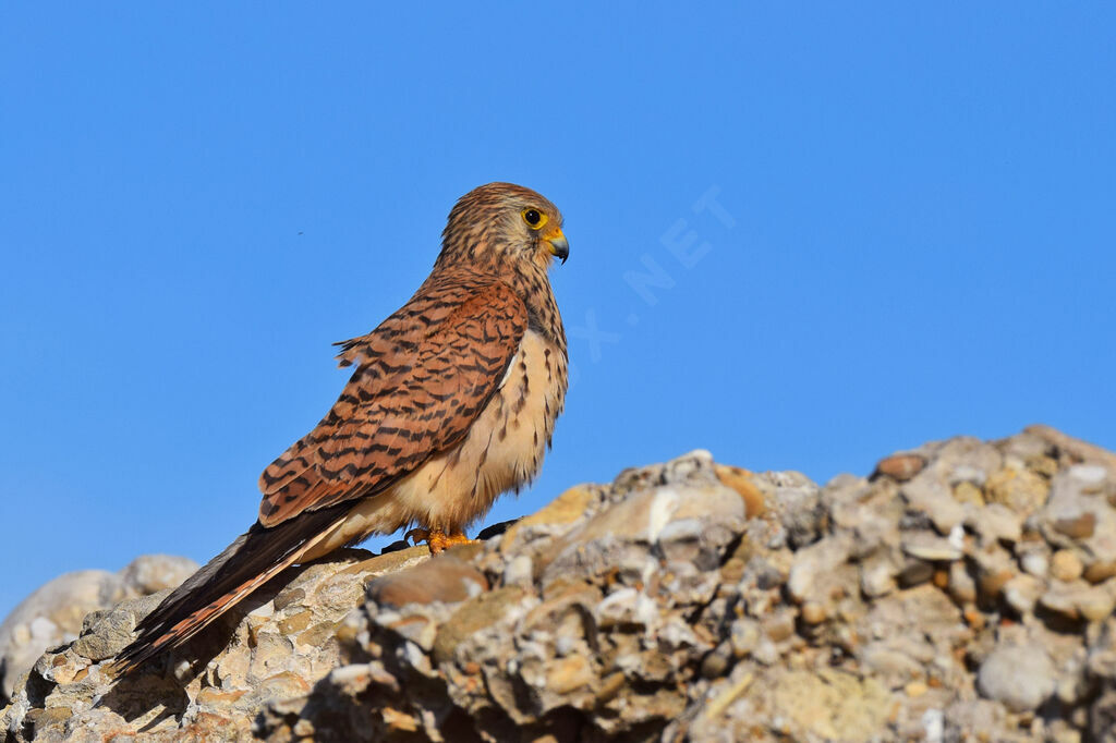 Lesser Kestrel female