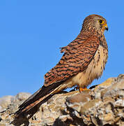 Lesser Kestrel