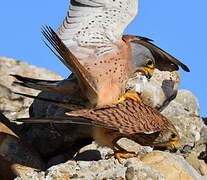 Lesser Kestrel