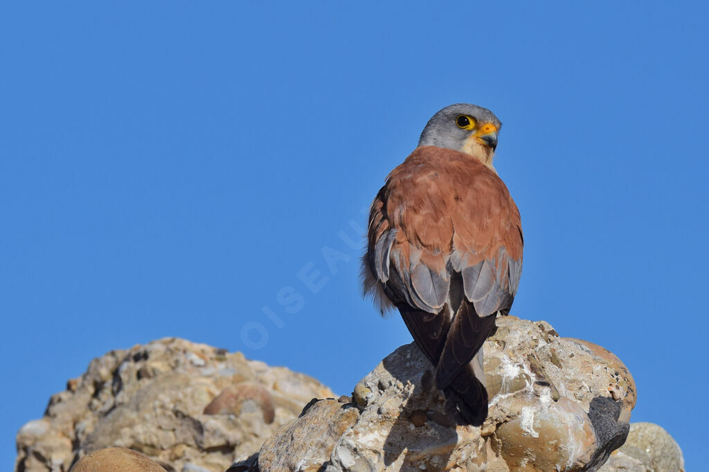 Lesser Kestrel male