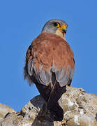 Lesser Kestrel