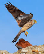 Lesser Kestrel