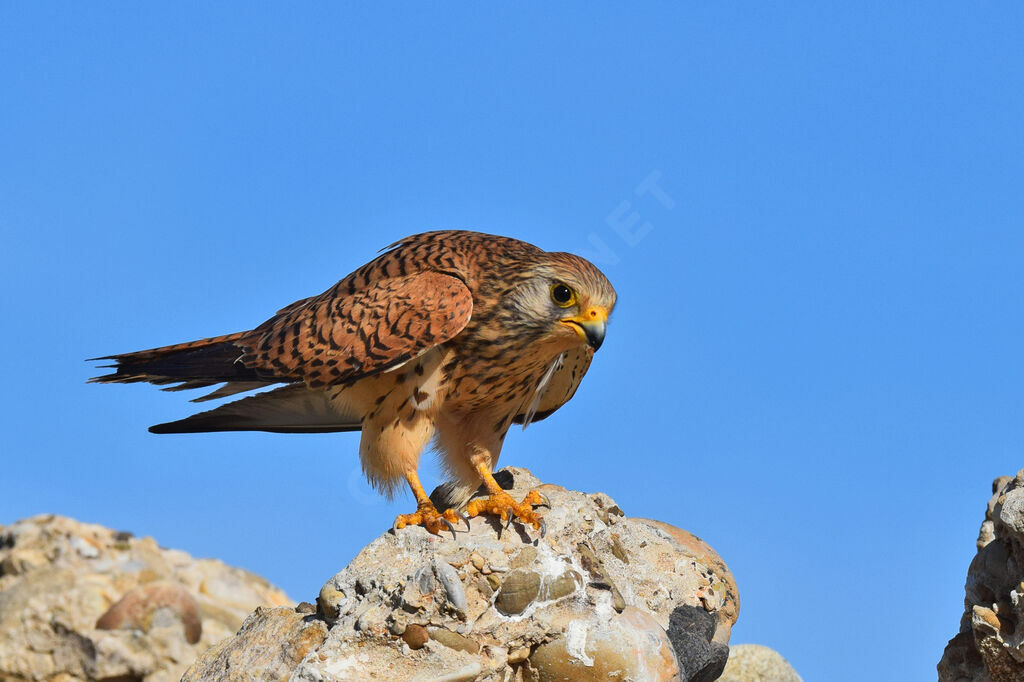 Lesser Kestrel female