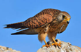 Lesser Kestrel