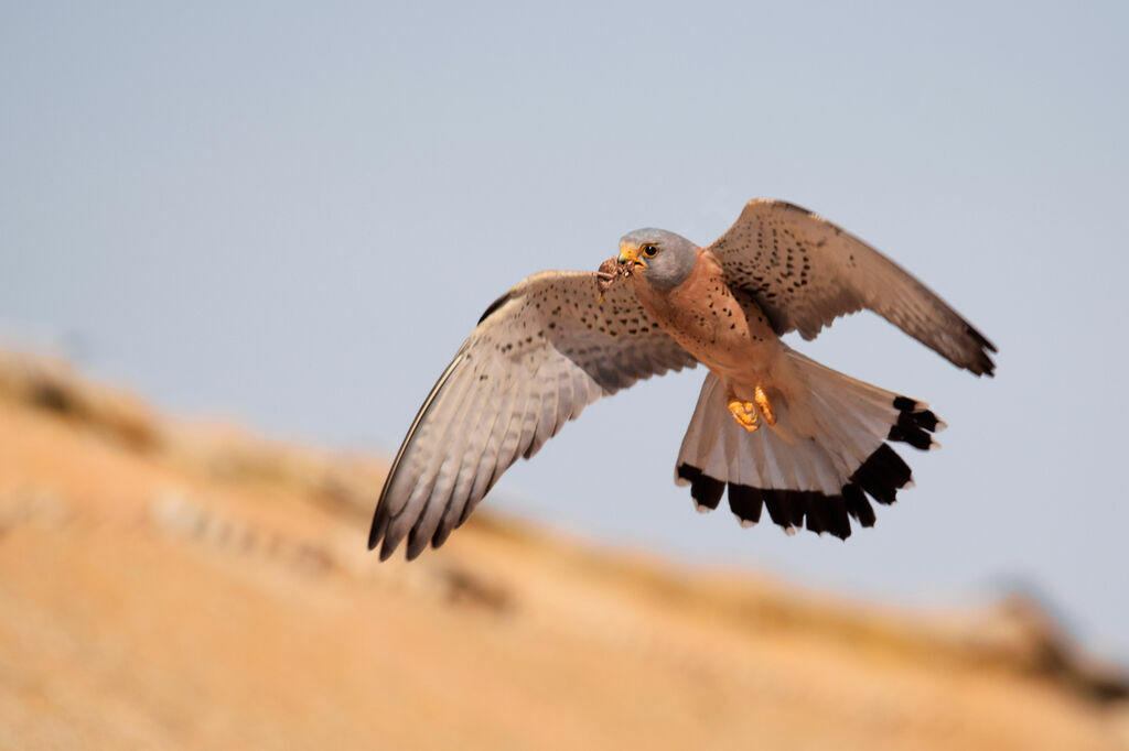 Lesser Kestrel male adult