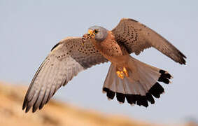 Lesser Kestrel