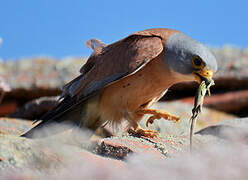 Lesser Kestrel