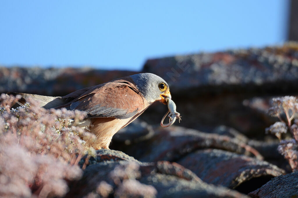 Lesser Kestrel male adult