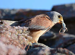 Lesser Kestrel